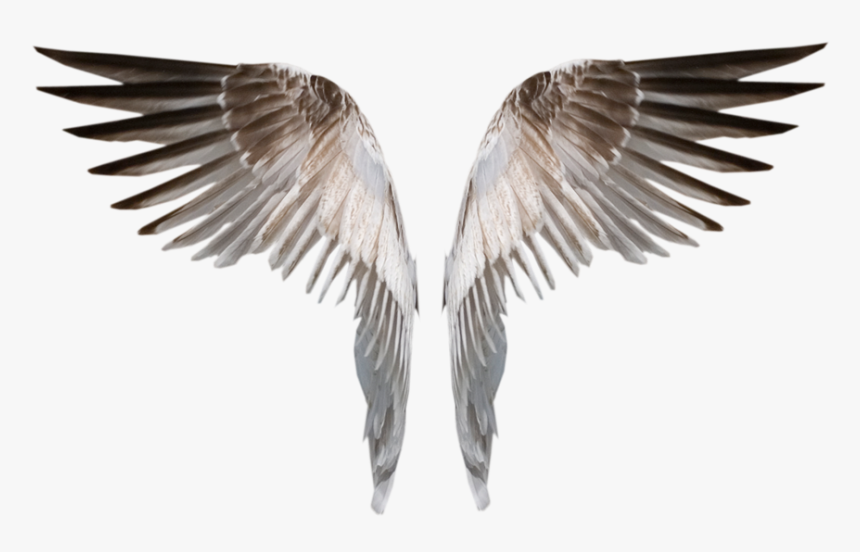 Burned Angel Wings Png Deviant, Transparent Png