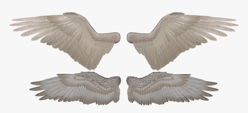 Daz Epic Wings, HD Png Download