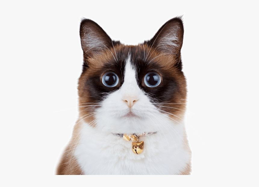 Balinese Kittens Snowshoe - Snowshoe Cat, HD Png Download