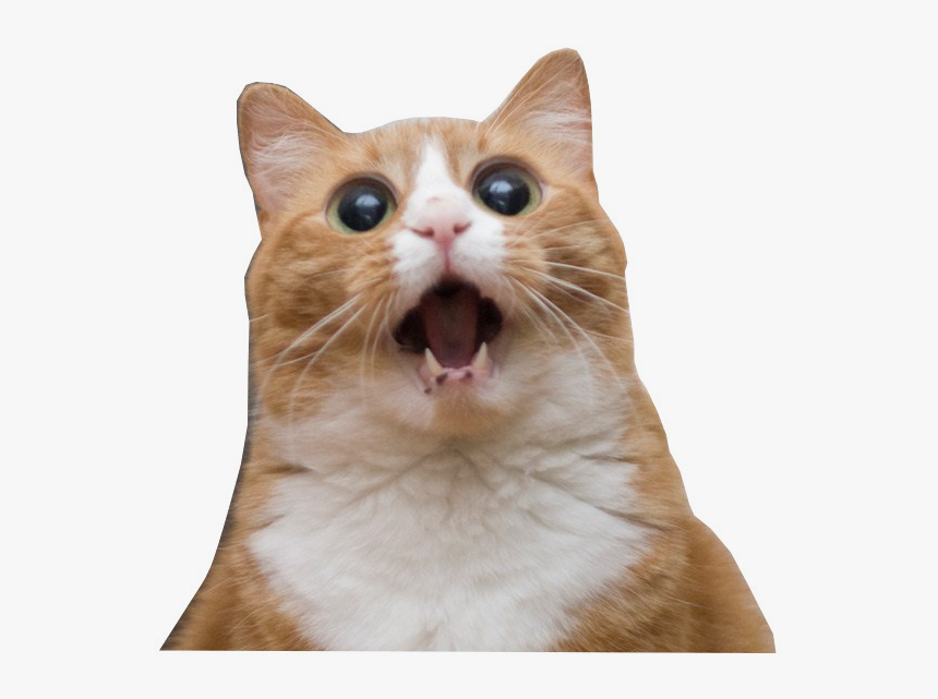 Imgur - Amazed Cat, HD Png Download