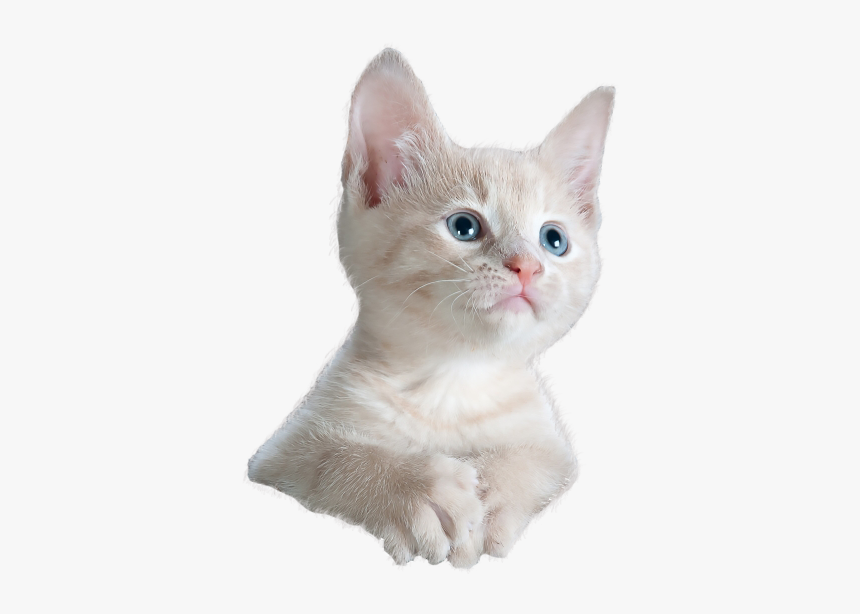 Cat Staring Png, Transparent Png