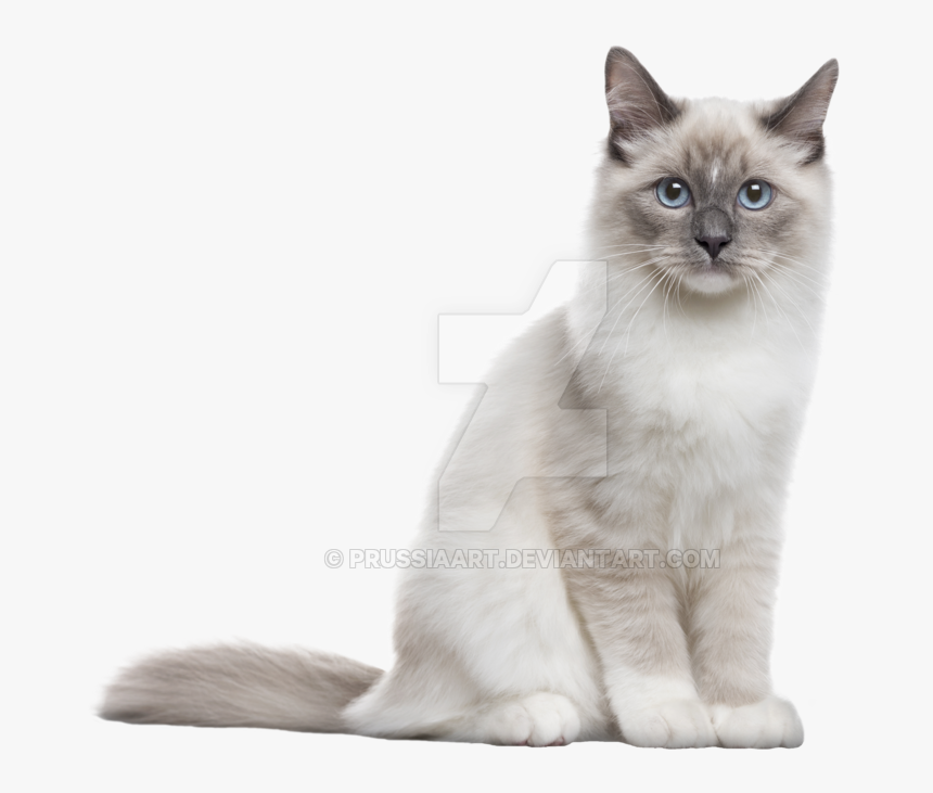 The Sits On A - Neva Masquerade, HD Png Download