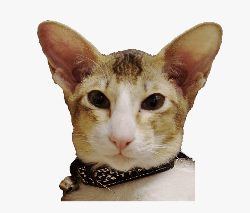 Cats Face Png - Asian, Transparent Png