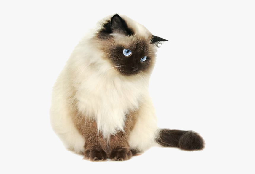 I Fucking Hate This Website Here’s A Transparent Cat - Himalayan Cat Png, Png Download