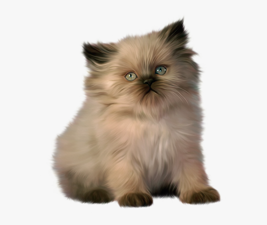 Collection Of Images - Ragdoll Himalayan Persian Cat, HD Png Download