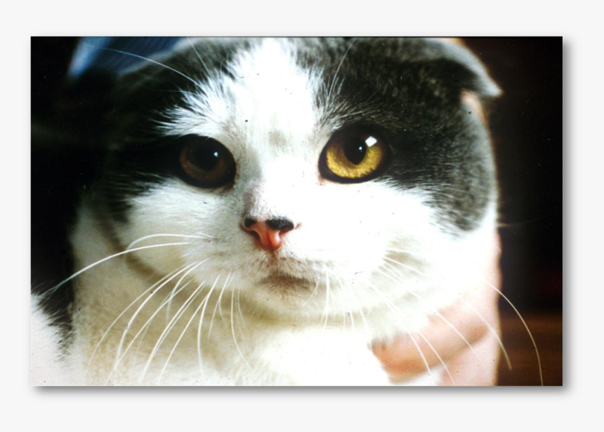 And Condemned To Suffering - Domestic Short-haired Cat, HD Png Download