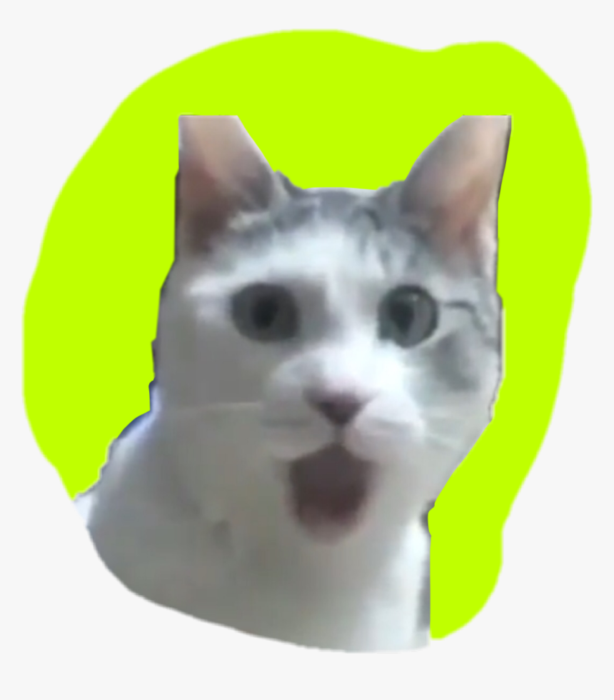 Omg Cat, HD Png Download