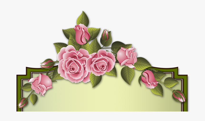 Изображение Для Плейкаста - Garden Roses, HD Png Download