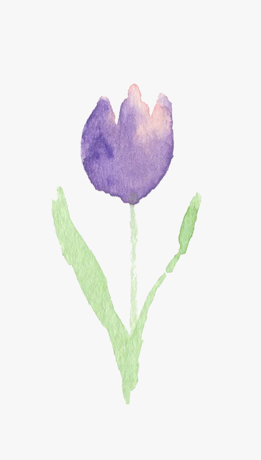 Tulip, HD Png Download