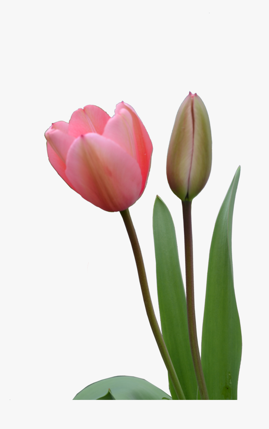 Tulip Png Image - Tulip Bud Png, Transparent Png