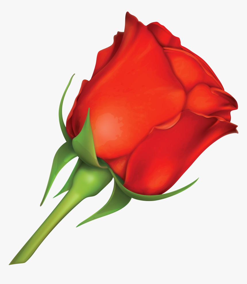 Red Rose Clipart Large - Pink Real Rose Png, Transparent Png