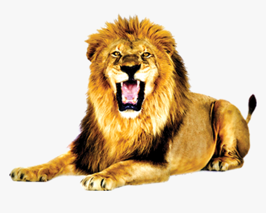 Lion With Open Mouth, HD Png Download