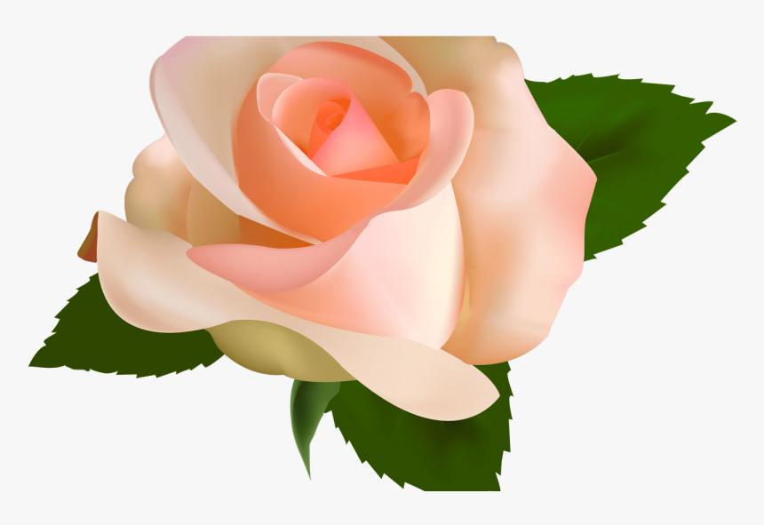 Peach Rose Clipart Image Royalty Free Download Peach - Peach Color Rose Png, Transparent Png