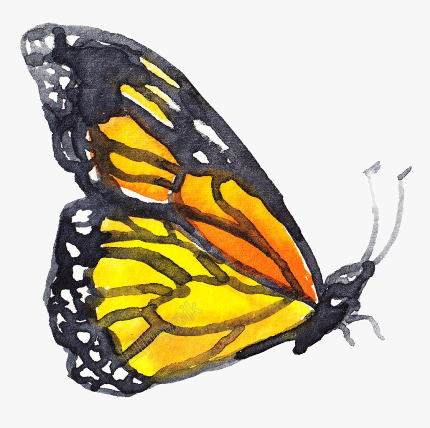 Coral Butterfly Png - Watercolor Insects Png, Transparent Png