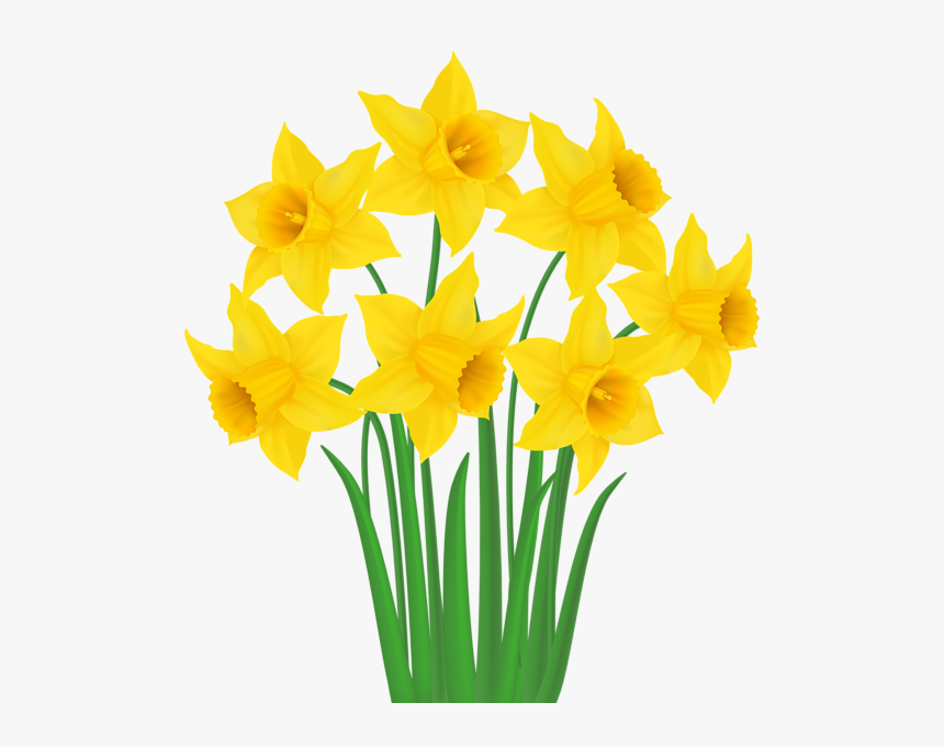 Yellow Png Transparent Clip - Transparent Background Daffodils Clipart, Png Download