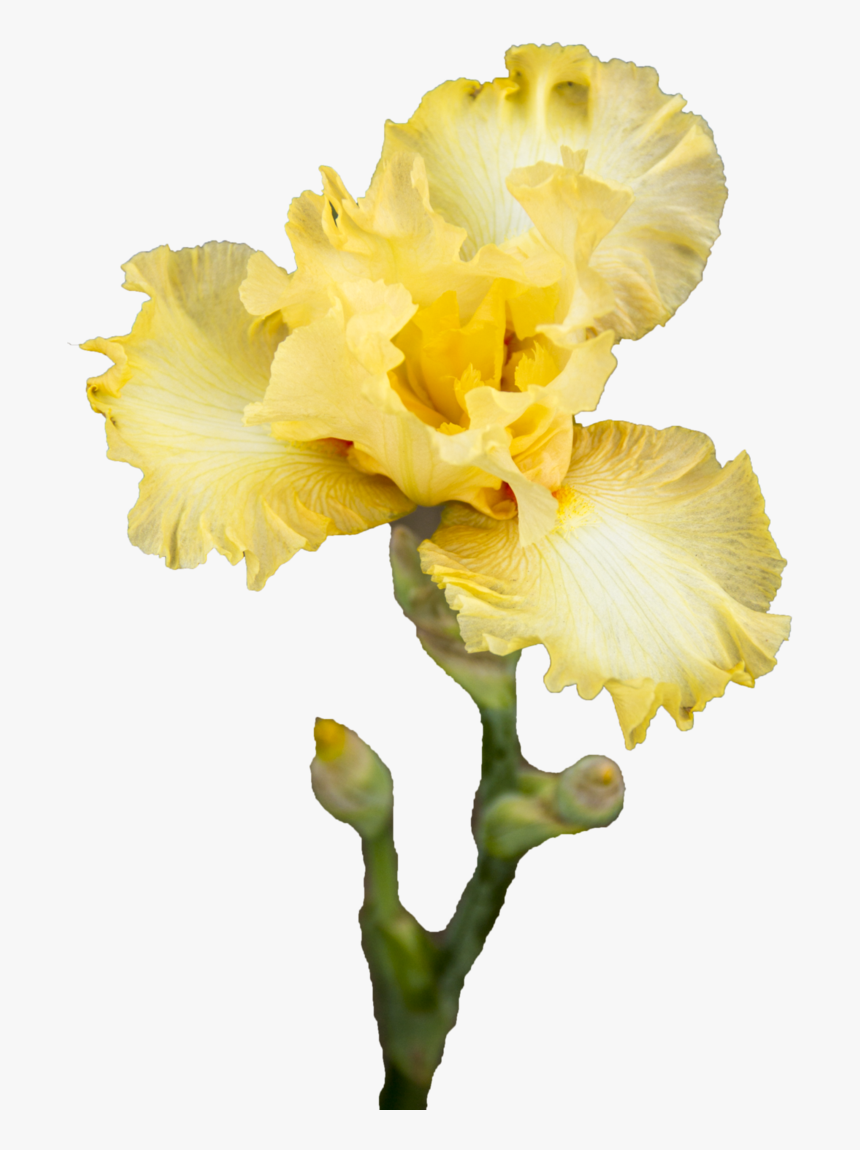 Iris Flower Png - Iris Flower Png Transparent, Png Download
