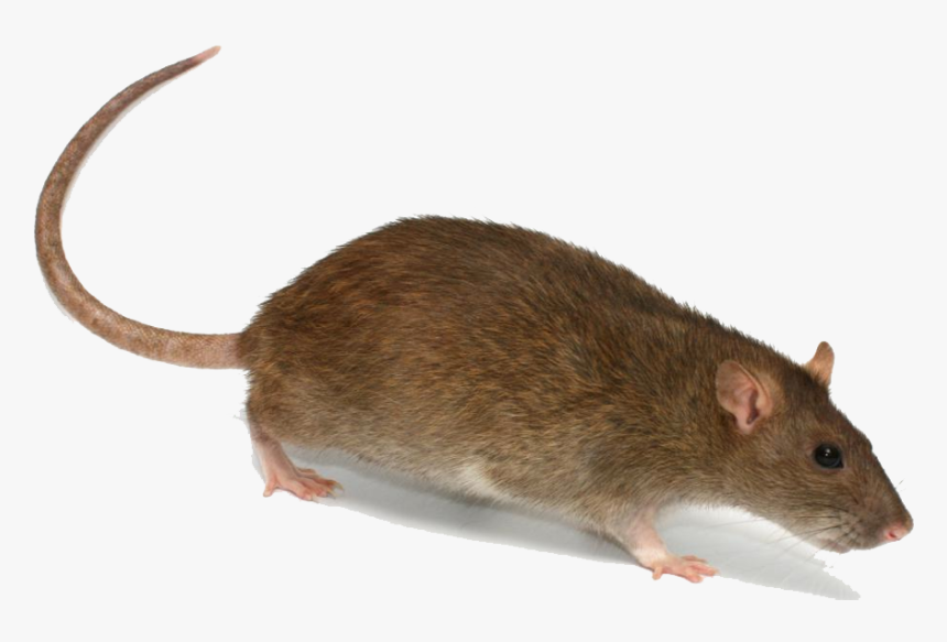 Rat With A Hat, HD Png Download