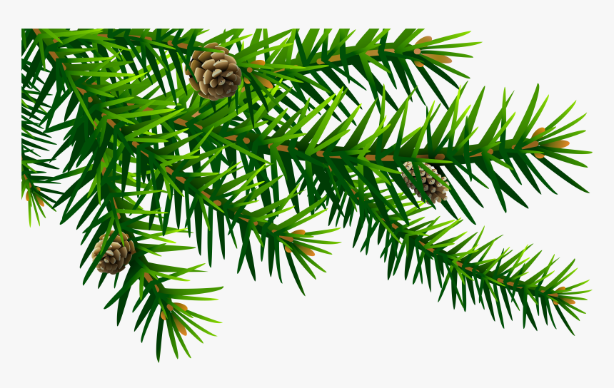 Spruce Branch Png - Pine Branch Clip Art, Transparent Png