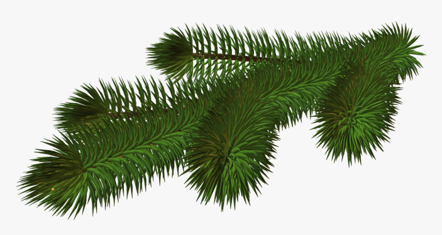 Pine Branch Png Transparent, Png Download