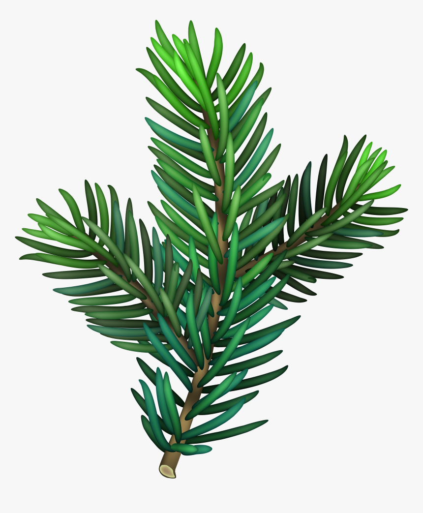 Pine Branch Png, Transparent Png