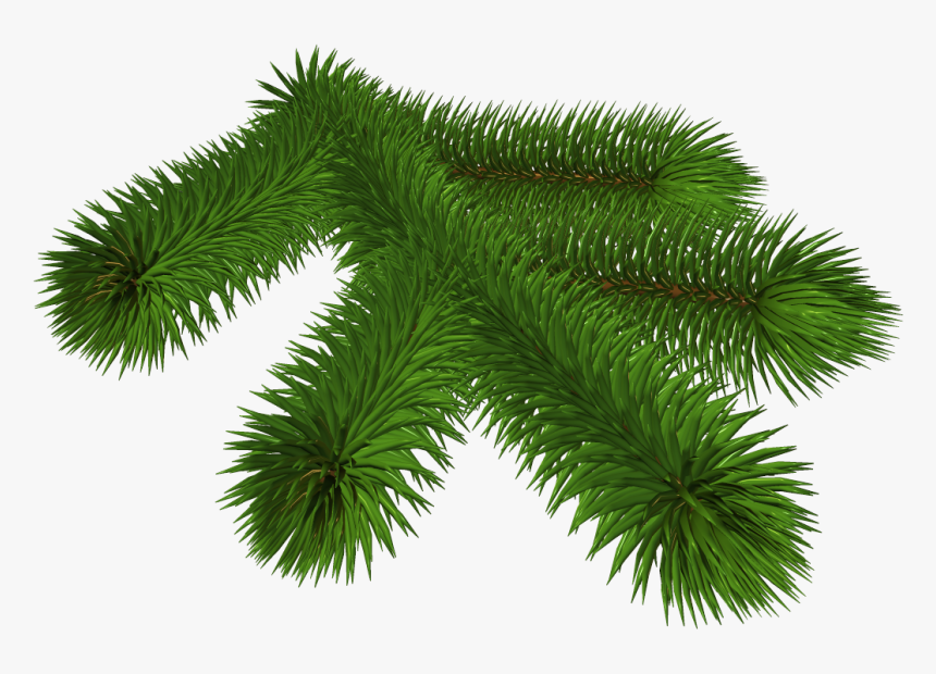 Transparent Pine Branch 3d Clipart - Portable Network Graphics, HD Png Download
