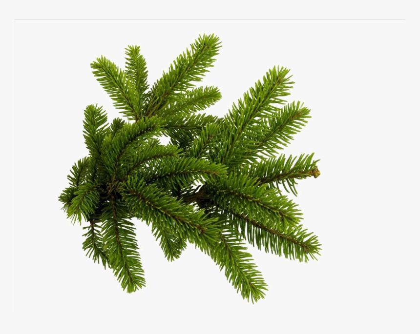Spruce Branch Png - Fir Tree Branch Png, Transparent Png