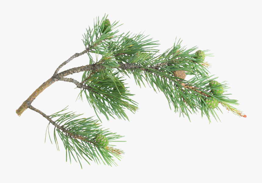 Pine Branch Png - Ramo Abete Png, Transparent Png