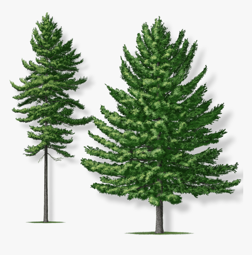 Transparent Evergreen Branch Png - Christmas Tree, Png Download