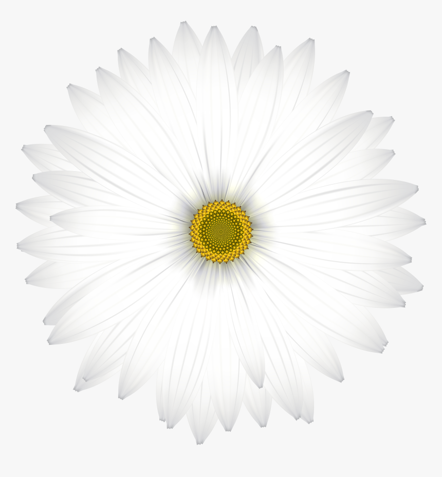 Delicate White Daisy Transparent Png Clip Art Image - Hp 1010 Clutch Gear, Png Download