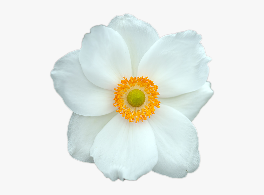 Very Beautiful White Flowers, HD Png Download