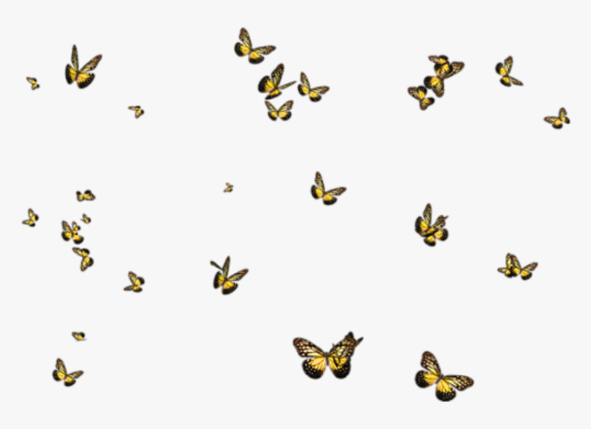 #butterflies - D Halloween, HD Png Download