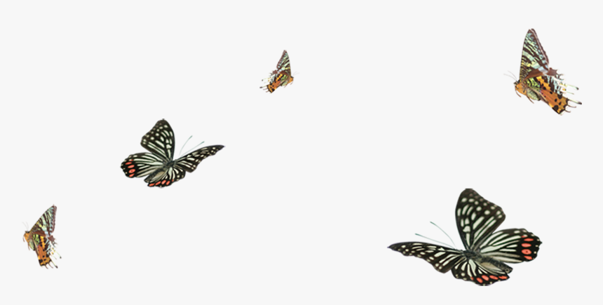 Papilio Machaon, HD Png Download