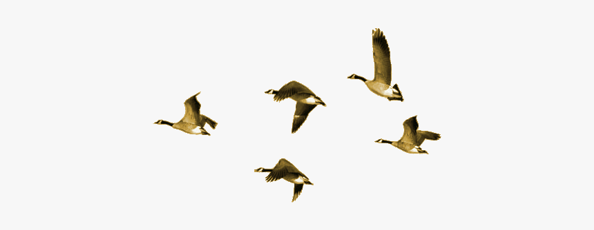 Loneguppy S Showcase Set Design Animating The Static, HD Png Download