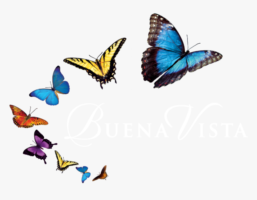 Png Images Of Butterfly - Mariposas Png, Transparent Png
