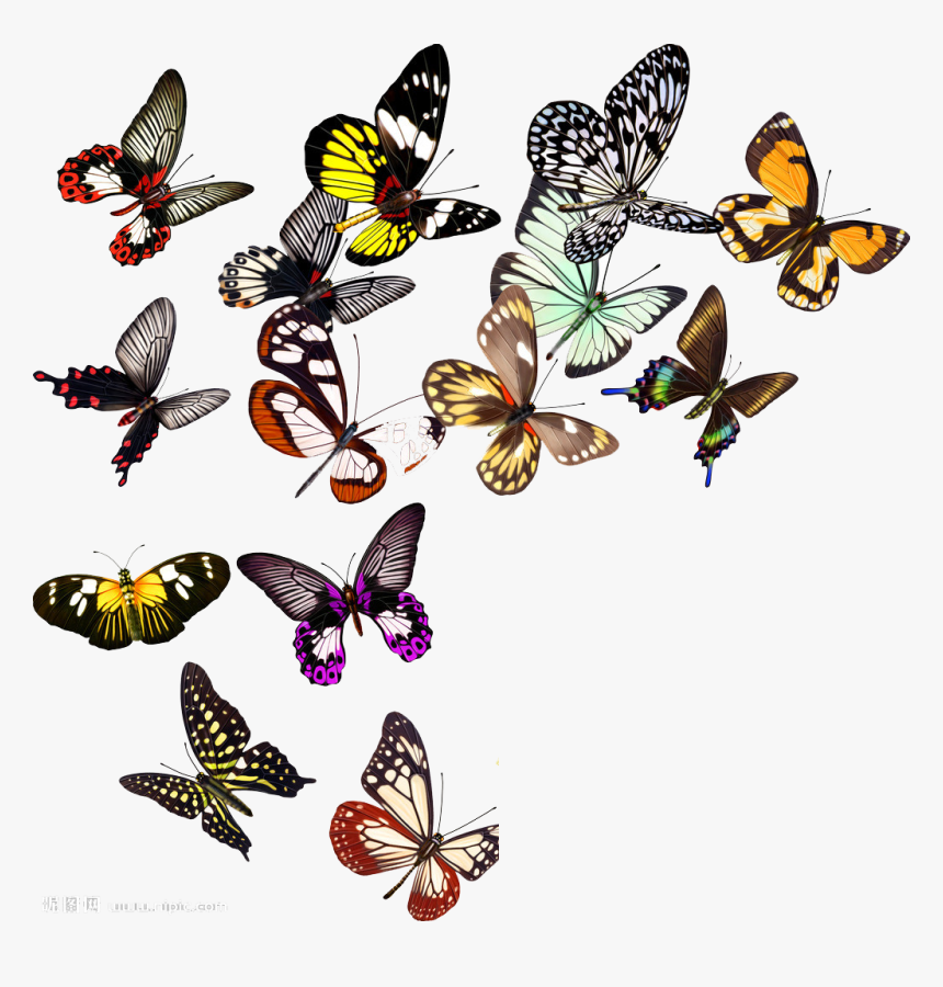 Butterfly Nymphalidae Clip Art, HD Png Download