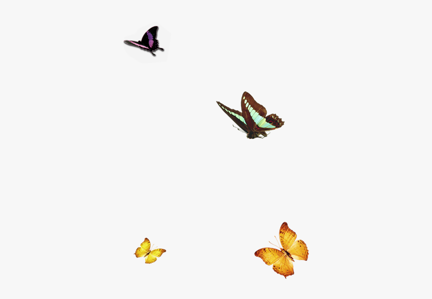 #butterflies #butterfly #nature - 梅 兰 竹 菊, HD Png Download