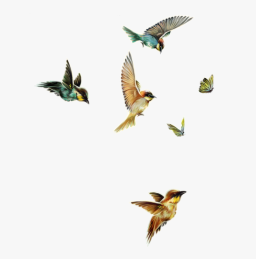 #freetoedit #birds #butterflies #flying - Flock, HD Png Download