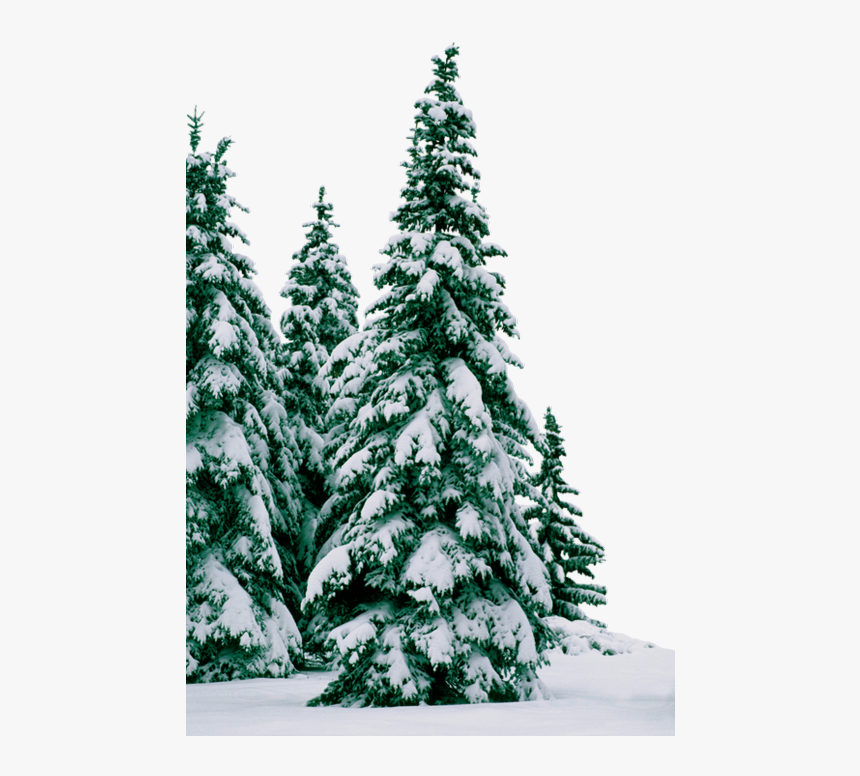 #trees #winter #snow #frost - Елки В Снегу Png, Transparent Png