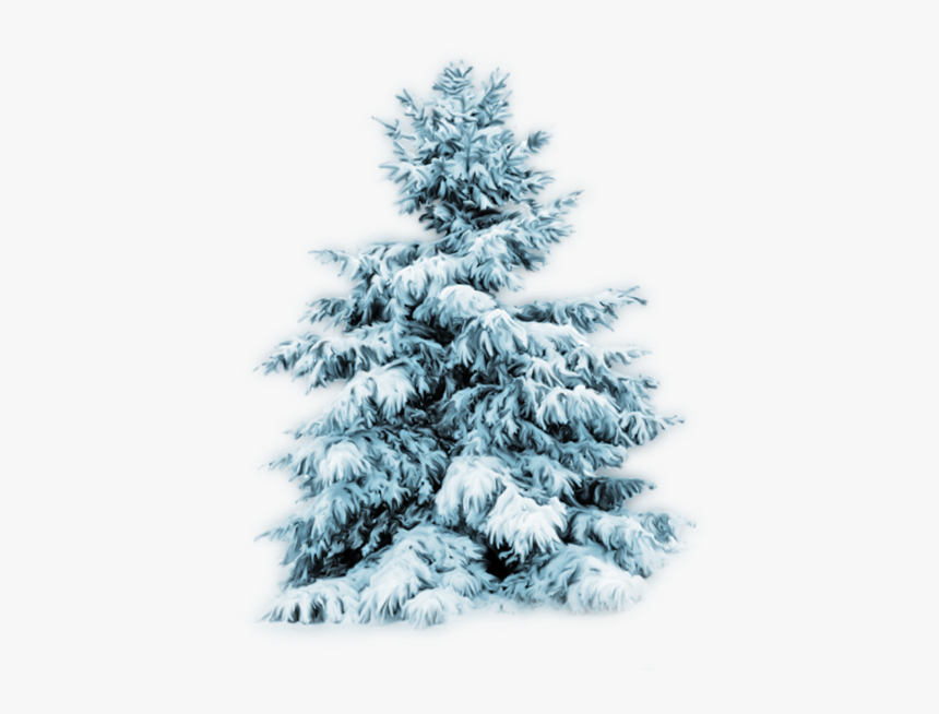 Thumb Image - Snow Tree Png Transparent, Png Download