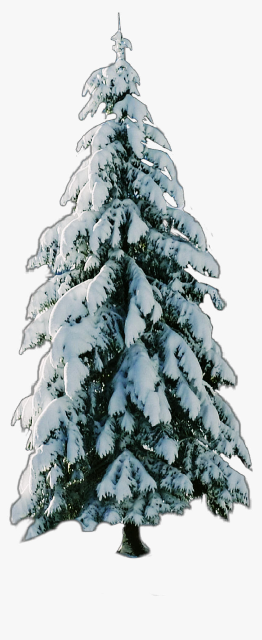 #tree, #snow, #christmastree - Snow, HD Png Download