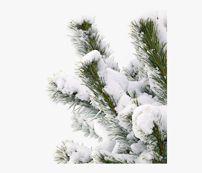 #snowtree #snow #branch - Winter Snow Transparent Background, HD Png Download