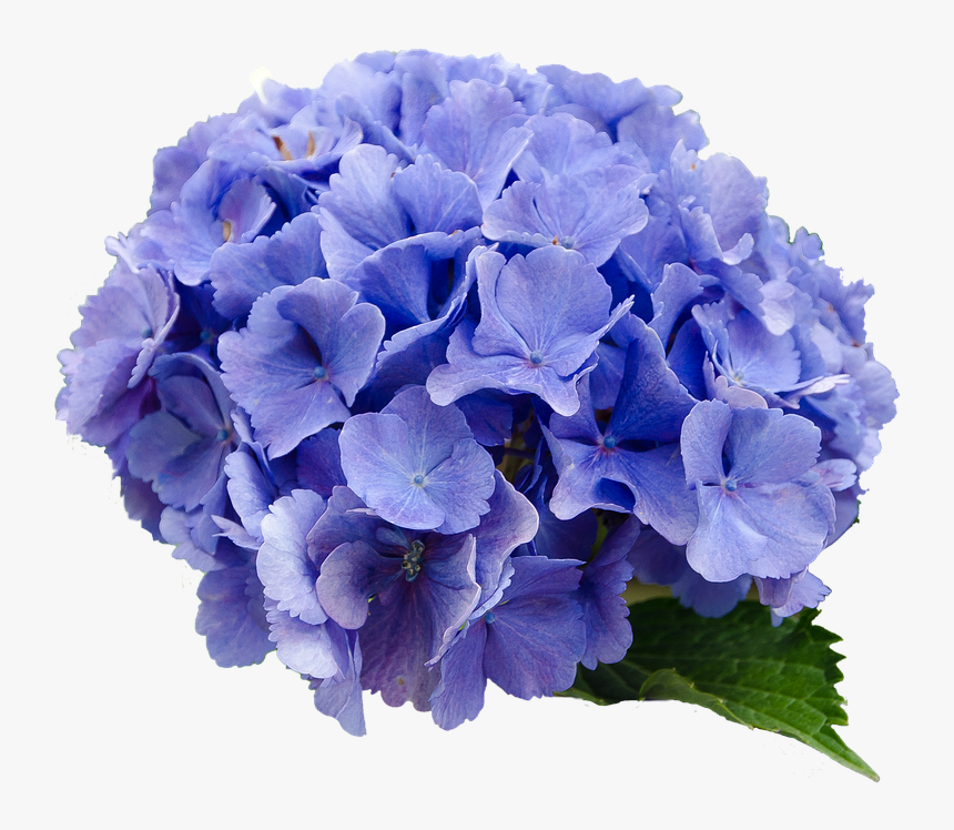 Flower Hydrangea Blue Nature Transparent Background - Hydrangea Transparent Background, HD Png Download