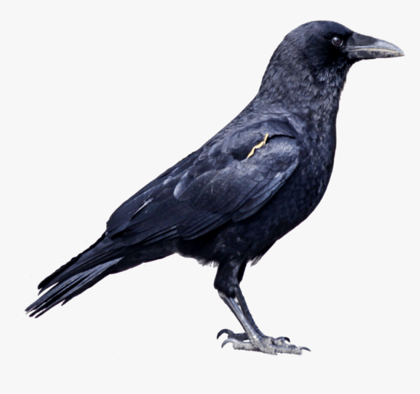 Png Free Images Toppng - Crow Images Hd Png, Transparent Png