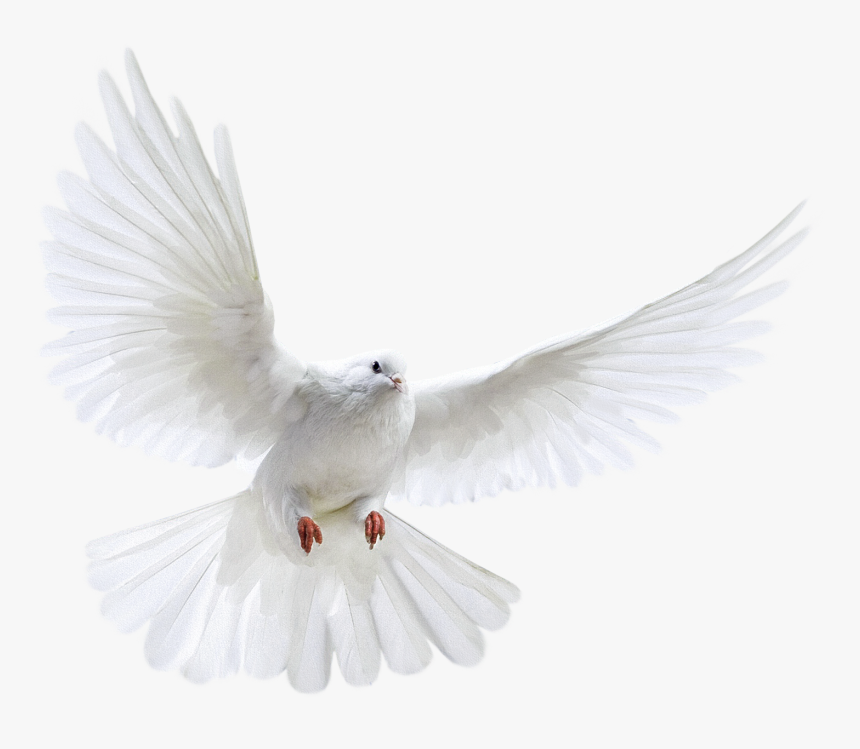 Columbidae Bird Photography - Transparent Background Dove Png, Png Download