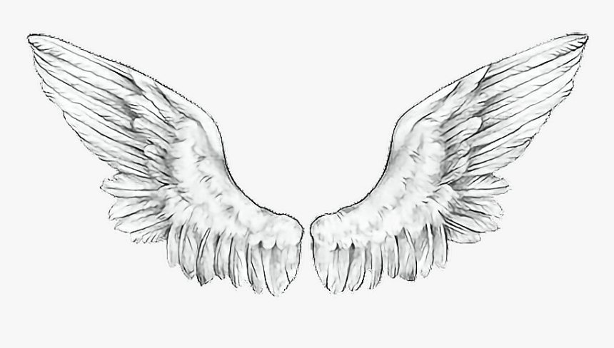 #wings #angelwings#freetoedit #ftewings - Accipitridae, HD Png Download