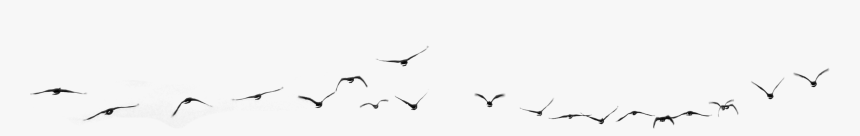 鳥 黑 影, HD Png Download