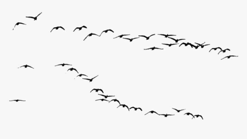鸟#黑鸟#鸟群#大雁 - Flock, HD Png Download