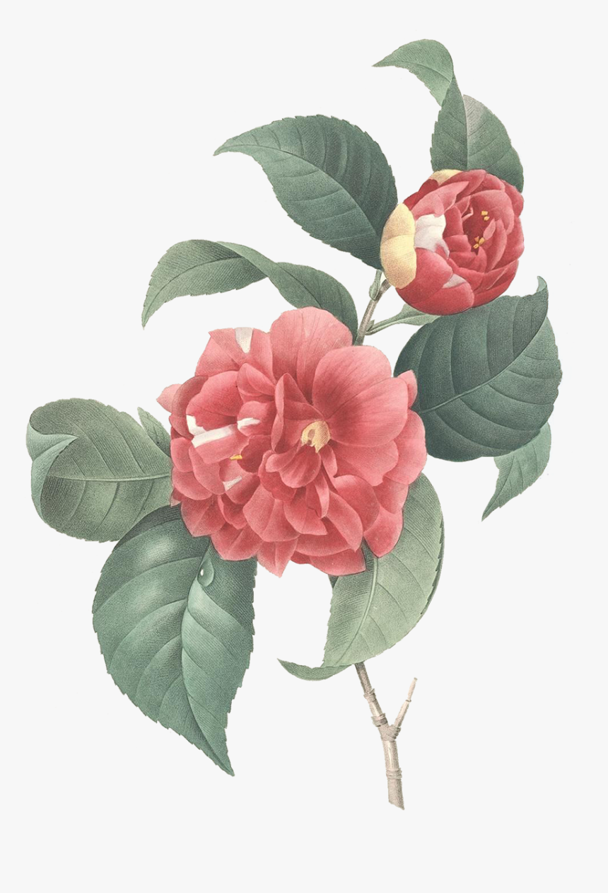 Camellia Japonica Illustration, HD Png Download