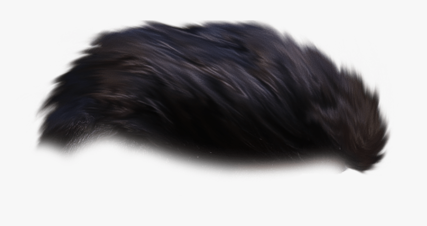 Marine Mammal, HD Png Download