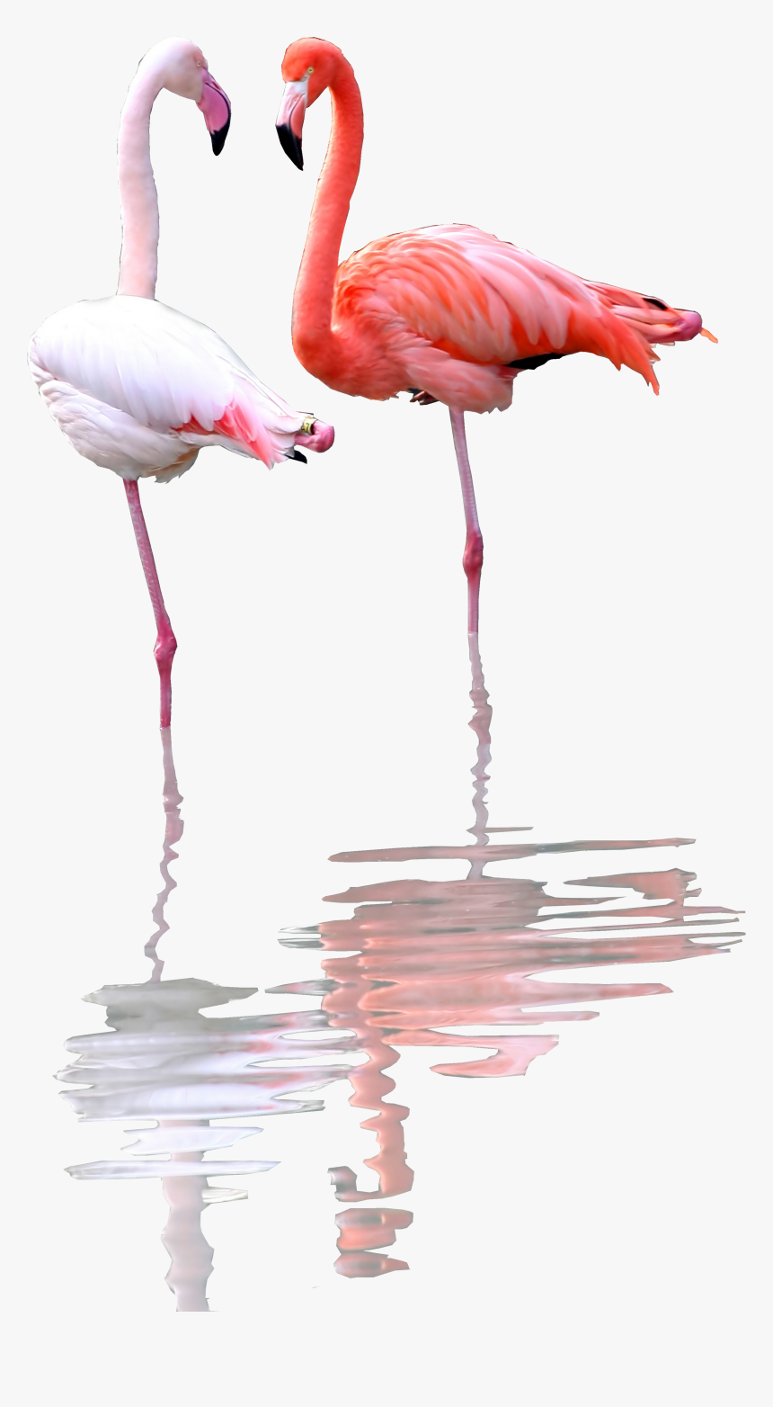Greater Flamingo, HD Png Download